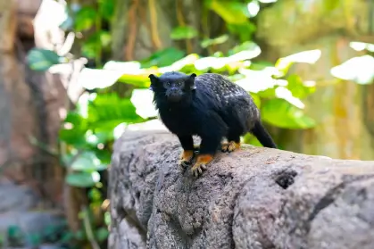 amazonia jungle experience 